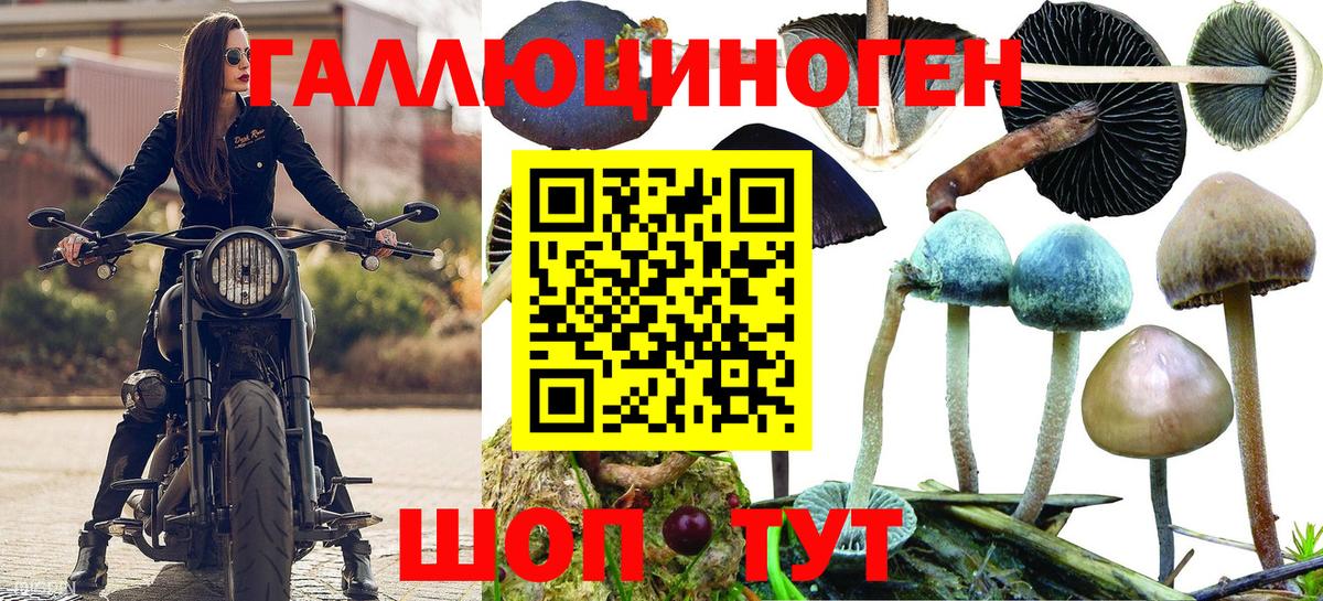 Галлюциногенные грибы Cubensis Зеленокумск